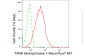 KD-Validated Anti-TANK Binding Kinase 1 Rabbit Monoclonal Antibody