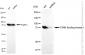 KD-Validated Anti-TANK Binding Kinase 1 Rabbit Monoclonal Antibody