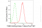 KD-Validated Anti-TANK Binding Kinase 1 Rabbit Monoclonal Antibody