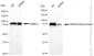 KD-Validated Anti-TANK Binding Kinase 1 Rabbit Monoclonal Antibody