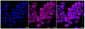 KD-Validated Anti-NF-kB p65 Rabbit Monoclonal Antibody