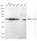 KD-Validated Anti-NF-kB p65 Rabbit Monoclonal Antibody