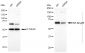 KD-Validated Anti-NF-kB p65 Rabbit Monoclonal Antibody