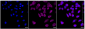 KD-Validated Anti-HDAC3 Rabbit Monoclonal Antibody