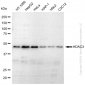 KD-Validated Anti-HDAC3 Rabbit Monoclonal Antibody