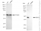 KD-Validated Anti-HDAC3 Rabbit Monoclonal Antibody