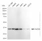 KD-Validated Anti-ALDOA Rabbit Monoclonal Antibody