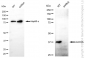 KD-Validated Anti-ALDOA Rabbit Monoclonal Antibody