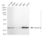 KD-Validated Anti-Annexin 4 Rabbit Monoclonal Antibody
