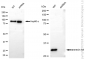 KD-Validated Anti-Annexin 4 Rabbit Monoclonal Antibody