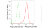KD-Validated Anti-Arginyltransferase 1 Rabbit Monoclonal Antibody