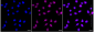 KD-Validated Anti-Arginyltransferase 1 Rabbit Monoclonal Antibody