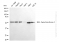 KD-Validated Anti-Arginyltransferase 1 Rabbit Monoclonal Antibody