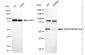 KD-Validated Anti-Arginyltransferase 1 Rabbit Monoclonal Antibody