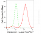 KD-Validated Anti-Caldesmon 1 Rabbit Monoclonal Antibody