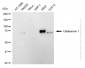 KD-Validated Anti-Caldesmon 1 Rabbit Monoclonal Antibody