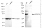 KD-Validated Anti-Caldesmon 1 Rabbit Monoclonal Antibody