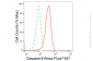 KD-Validated Anti-Caspase 8 Rabbit Monoclonal Antibody