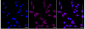 KD-Validated Anti-Caspase 8 Rabbit Monoclonal Antibody