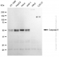 KD-Validated Anti-Caspase 8 Rabbit Monoclonal Antibody