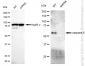 KD-Validated Anti-Caspase 8 Rabbit Monoclonal Antibody