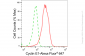 KD-Validated Anti-Cyclin E1 Rabbit Monoclonal Antibody
