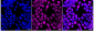 KD-Validated Anti-Cyclin E1 Rabbit Monoclonal Antibody