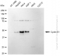 KD-Validated Anti-Cyclin E1 Rabbit Monoclonal Antibody