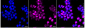 KD-Validated Anti-Cyclin E2 Rabbit Monoclonal Antibody