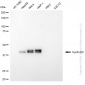 KD-Validated Anti-Cyclin E2 Rabbit Monoclonal Antibody