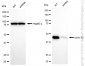 KD-Validated Anti-Cyclin E2 Rabbit Monoclonal Antibody