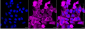 KD-Validated Anti-Cell Division Cycle 123 Rabbit Monoclonal Antibody