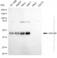 KD-Validated Anti-Cell Division Cycle 123 Rabbit Monoclonal Antibody