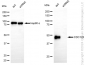 KD-Validated Anti-Cell Division Cycle 123 Rabbit Monoclonal Antibody