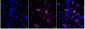KD-Validated Anti-Phospho-CDC6 (Ser106) Rabbit Monoclonal Antibody