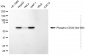 KD-Validated Anti-Phospho-CDC6 (Ser106) Rabbit Monoclonal Antibody