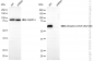 KD-Validated Anti-Phospho-CDC6 (Ser106) Rabbit Monoclonal Antibody