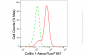KD-Validated Anti-Cofilin 1 Rabbit Monoclonal Antibody