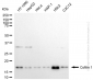 KD-Validated Anti-Cofilin 1 Rabbit Monoclonal Antibody