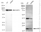 KD-Validated Anti-Cofilin 1 Rabbit Monoclonal Antibody