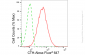 KD-Validated Anti-Cystathionine Gamma-Lyase Rabbit Monoclonal Antibody