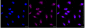 KD-Validated Anti-Cystathionine Gamma-Lyase Rabbit Monoclonal Antibody