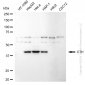 KD-Validated Anti-Cystathionine Gamma-Lyase Rabbit Monoclonal Antibody