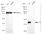 KD-Validated Anti-Cystathionine Gamma-Lyase Rabbit Monoclonal Antibody