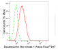 KD-Validated Anti-Doublecortin Like Kinase 1 Rabbit Monoclonal Antibody