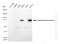 KD-Validated Anti-Doublecortin Like Kinase 1 Rabbit Monoclonal Antibody
