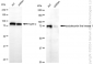 KD-Validated Anti-Doublecortin Like Kinase 1 Rabbit Monoclonal Antibody