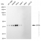 KD-Validated Anti-DFFA Rabbit Monoclonal Antibody