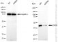 KD-Validated Anti-DFFA Rabbit Monoclonal Antibody