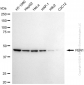 KD-Validated Anti-Flap Structure-Specific Endonuclease 1 Rabbit Monoclonal Antibody